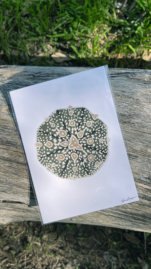 astrophytum asterias illustration print