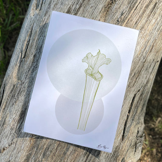 sarracenia carnivorous plant illustration print
